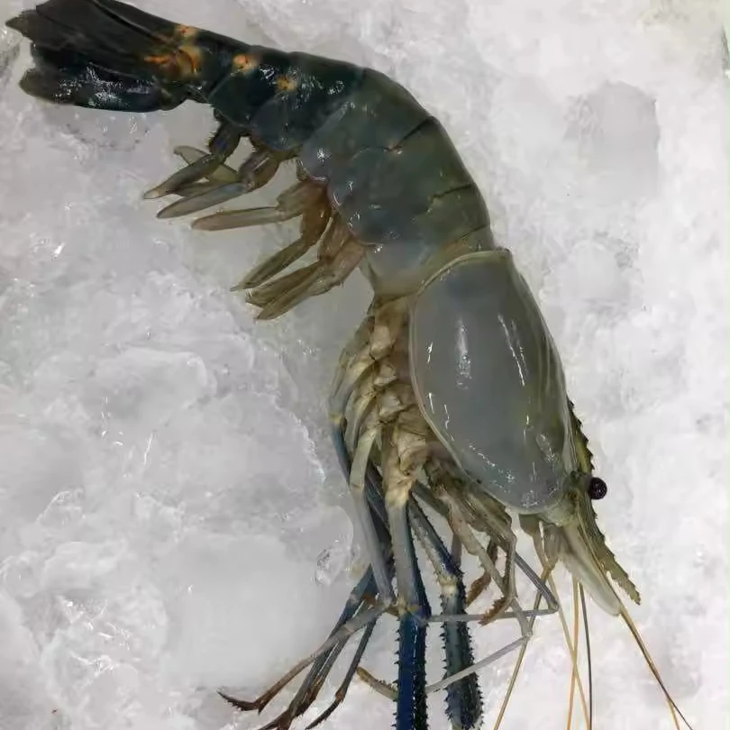 Wholesale Premium Seafood Frozen Freshwater Prawn Shrimp Good quality