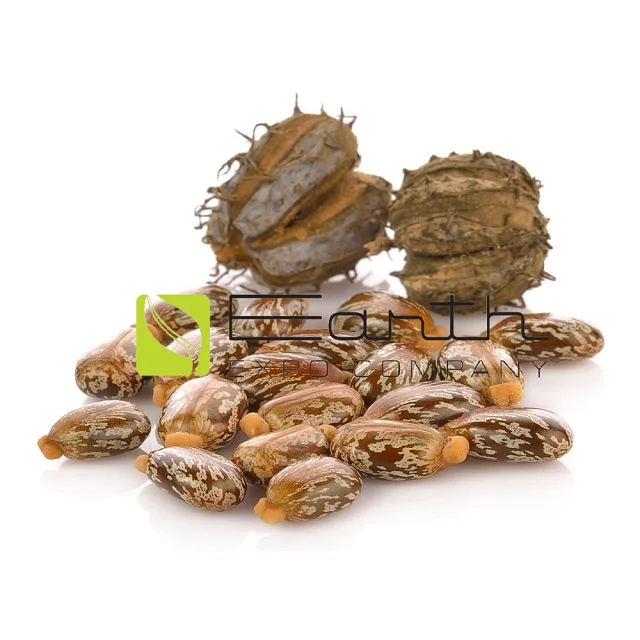 Bulk castor oil seed with high oil content castor seed supplier