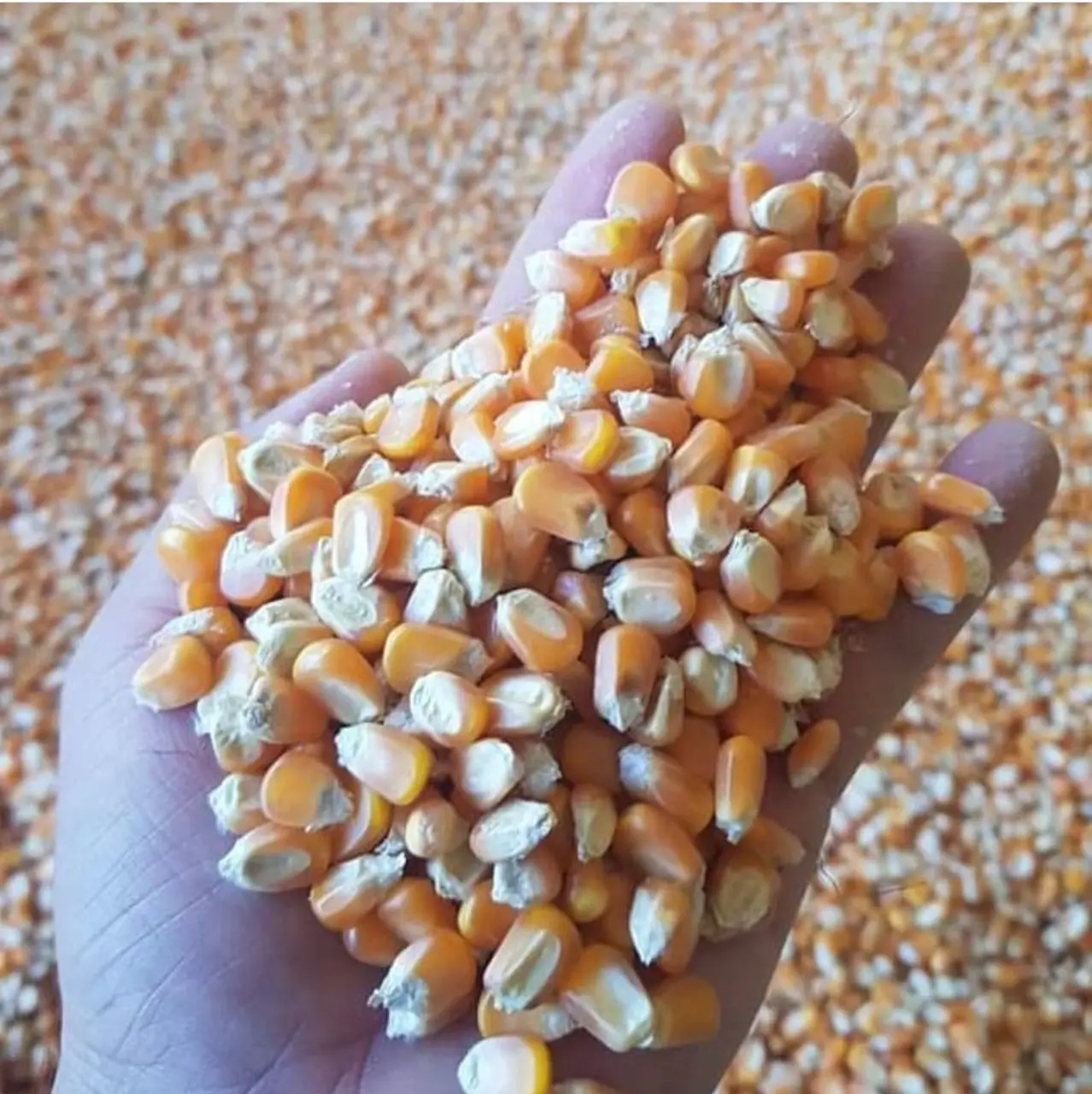 Wholesale Yellow Corn for Human Consumption Non Gmo Yellow Corn/ Yellow Corn