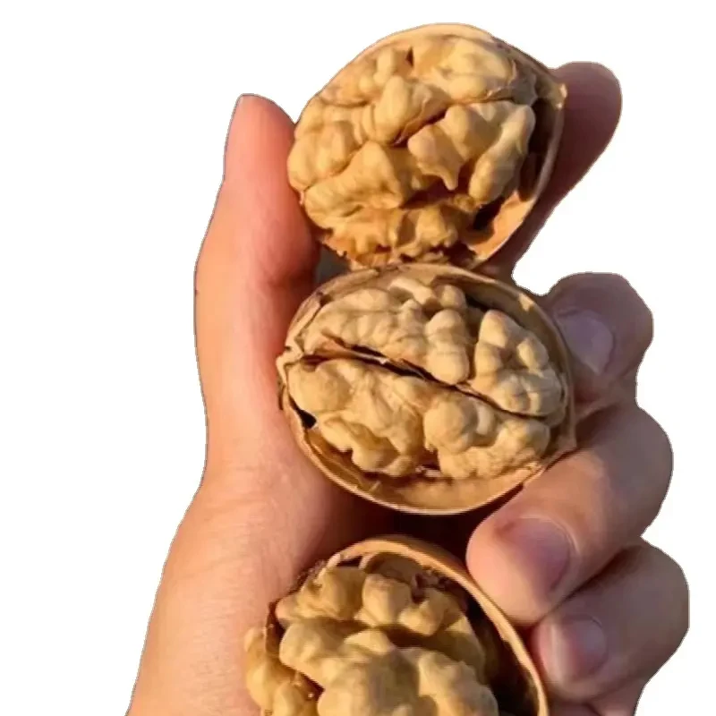 Wholesale Healthy Delicious 100% Organic Best Quality Export Walnut Best Price Raw Dry Fruits Washed Walnuts