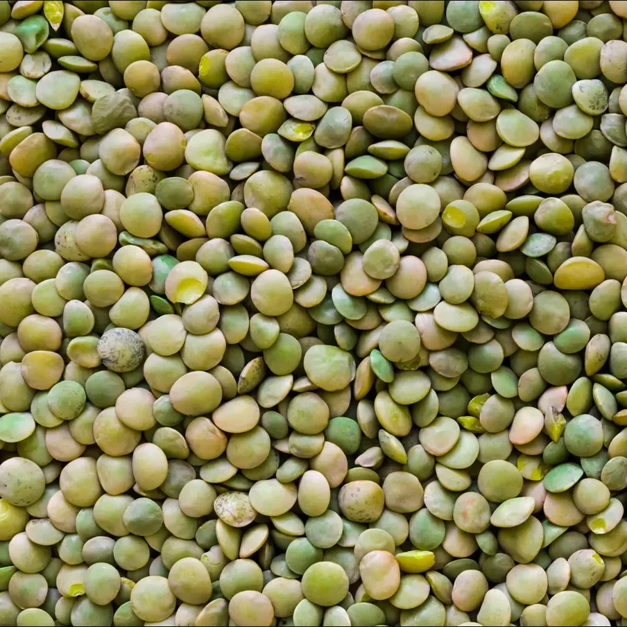 High quality Green Lentils ecological product of France wholesale prices lentils for sale in bulk