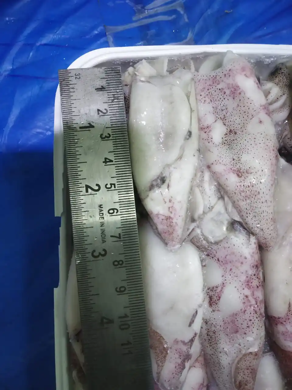 squid whole tray pack 2.jpg