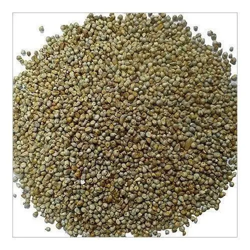 dried  Pearl Millet.jpg