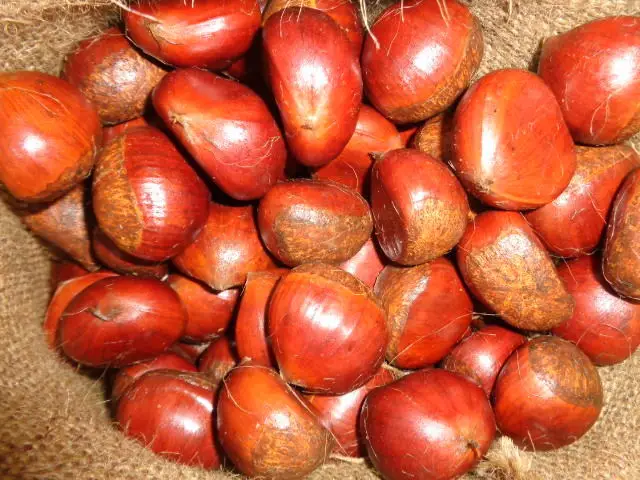 Organic Chestnuts Kernels High Quality Fresh Import Sweet Tasted Dried Peeled Raw Food Good Selling for Sale