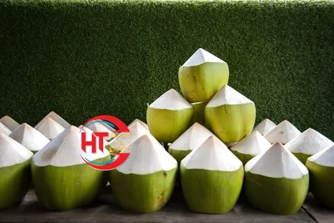 Vietnam Export High Quality Organic Natural Sweet Processed Diamond Green Siamese Coconuts (With Green Shell)