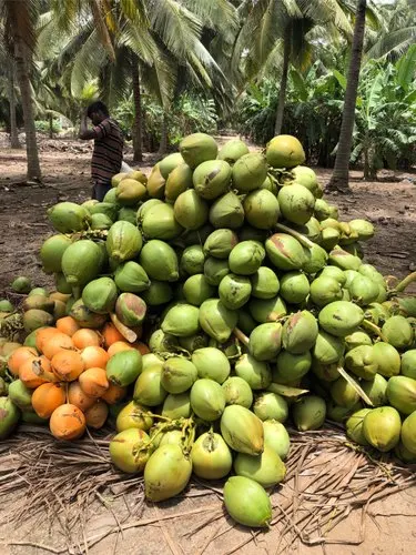 Fresh green young coconut Top quality best price coconut for wholesales made in Vietnam