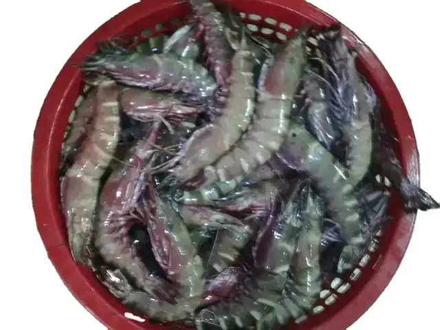 Good quality hot selling Frozen Vannamei Shrimp