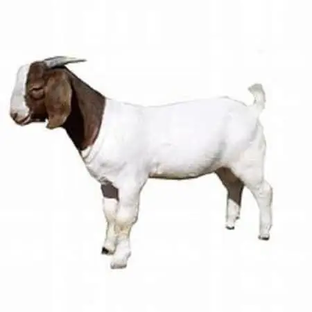 Saanen Goats For Sale in Livestock Farm