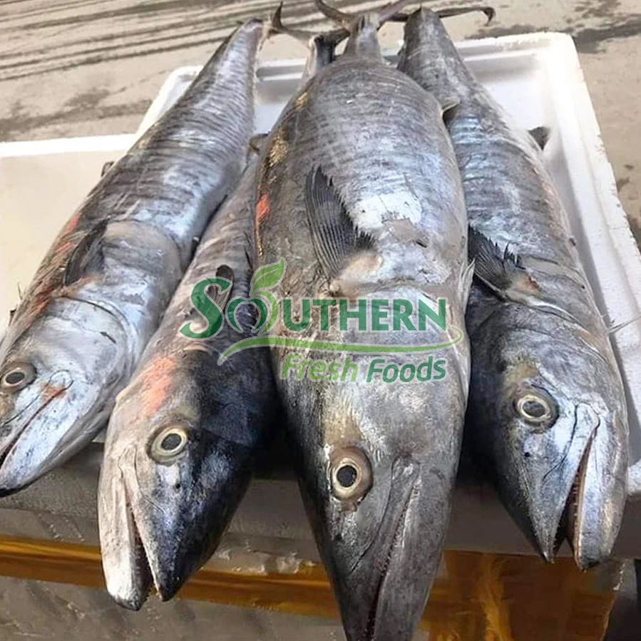 Fish Sale products WR Sea Fish Wild Caught SFF customized vacuum pack style seafood suppliers Frozen King Mackerel from Vietnam