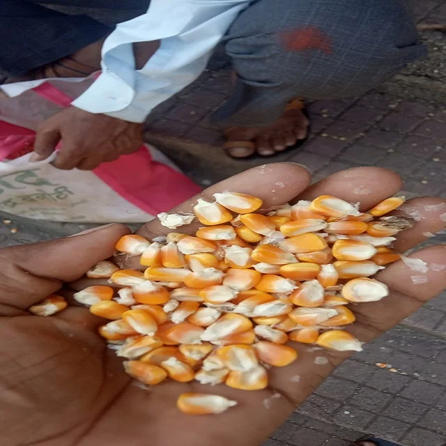 Hot Selling Yellow corn for animal feed available for export