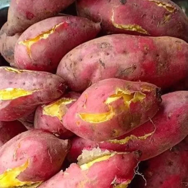 100% натуральный свежий сладкий картофель экспортируемый по низким ценам из Вьетнама