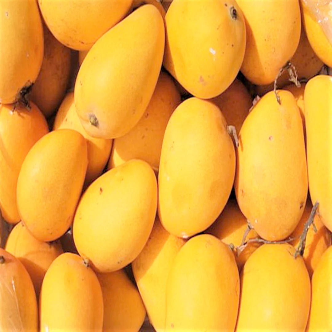 Для ОАЭ и KSA, поставщик свежих манго из Пакистана, зеленое и желтое манго по сниженным ценам, лучшее качество