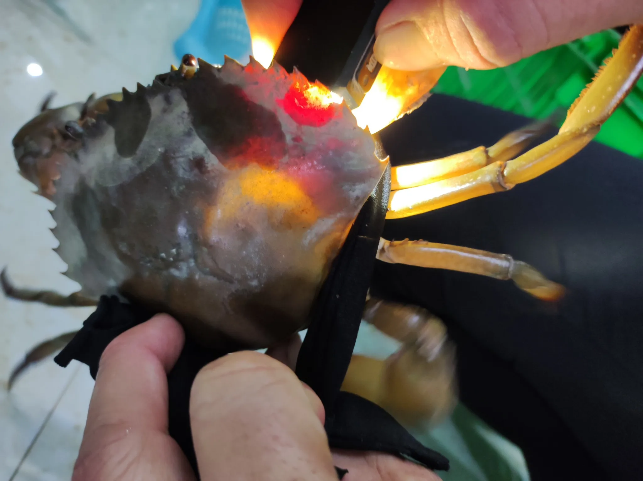 Taste Mud Crab/ Available Export To Singapore