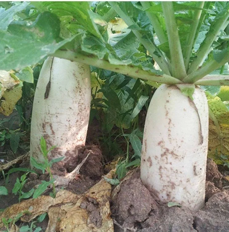 Cheap Price Market Naturally Grown and Wisely Picked Radish