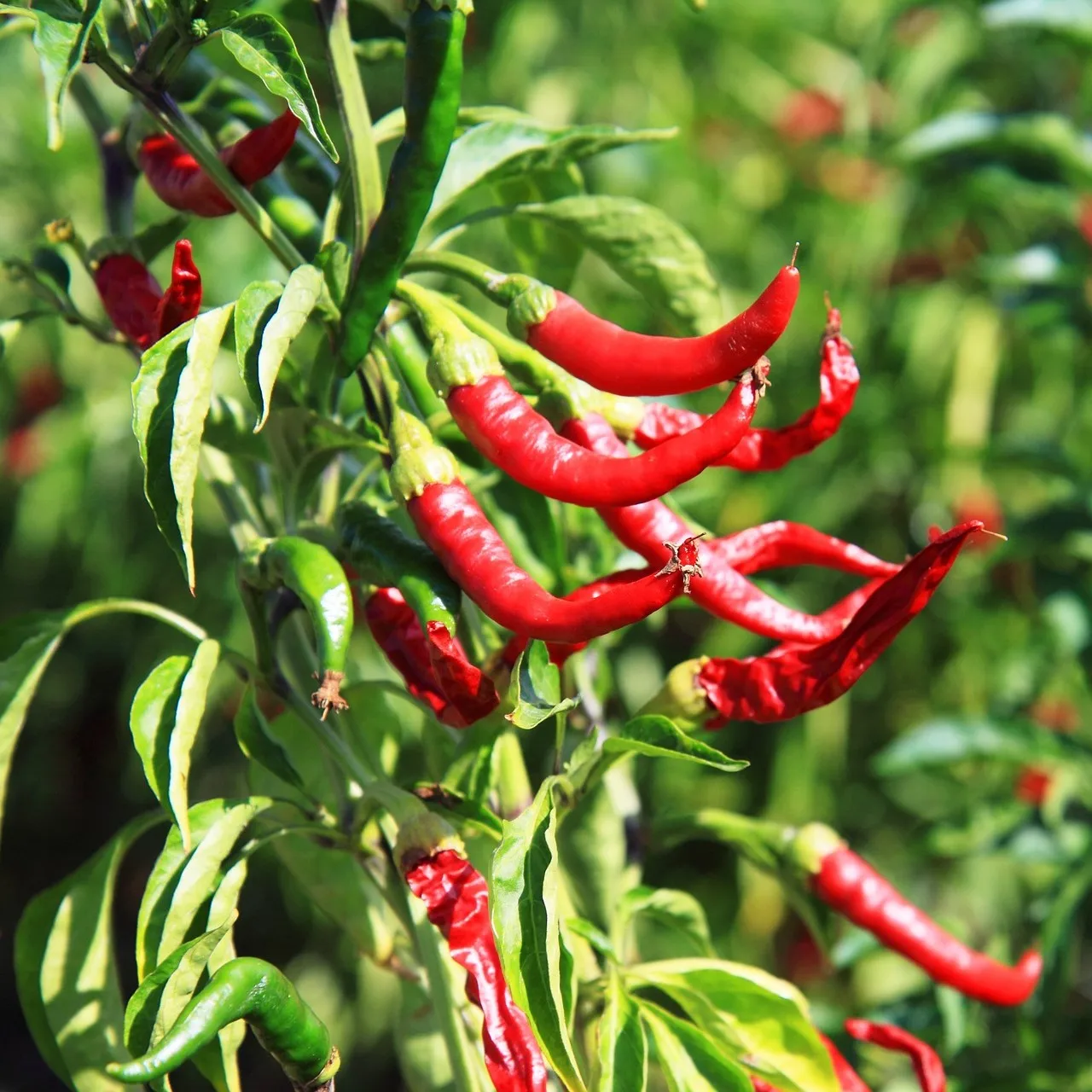 Made in Italy high quality food products condiment ready to eat 170 gr Chili spread  in glass jar