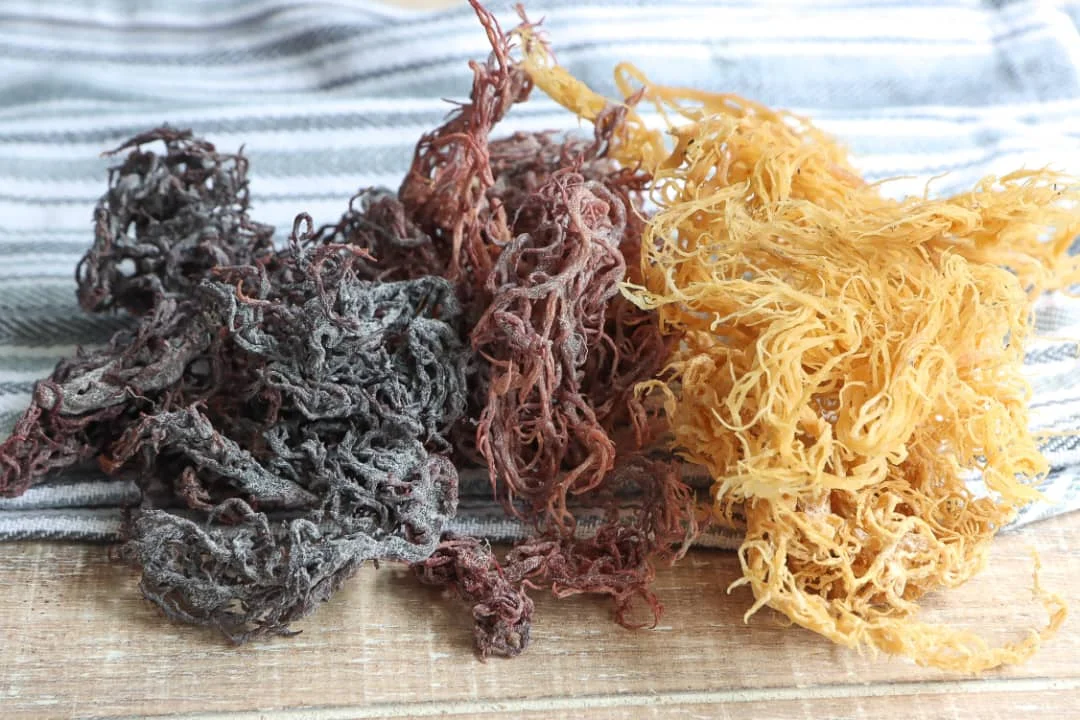 Cottonii для каррагинана/Eucheuma Cottonii/ Kappaphycus cottonii морской мох из Вьетнама | Подарок от природы