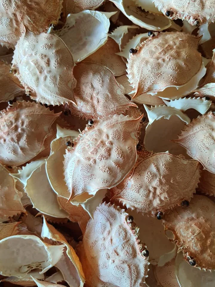 CLEAN DRIED THREE SPOT CRAB SHELL SIZE 11-13 CM FOR STUFFING FOOD IN BULK BLUE LOTUS VIETNAM