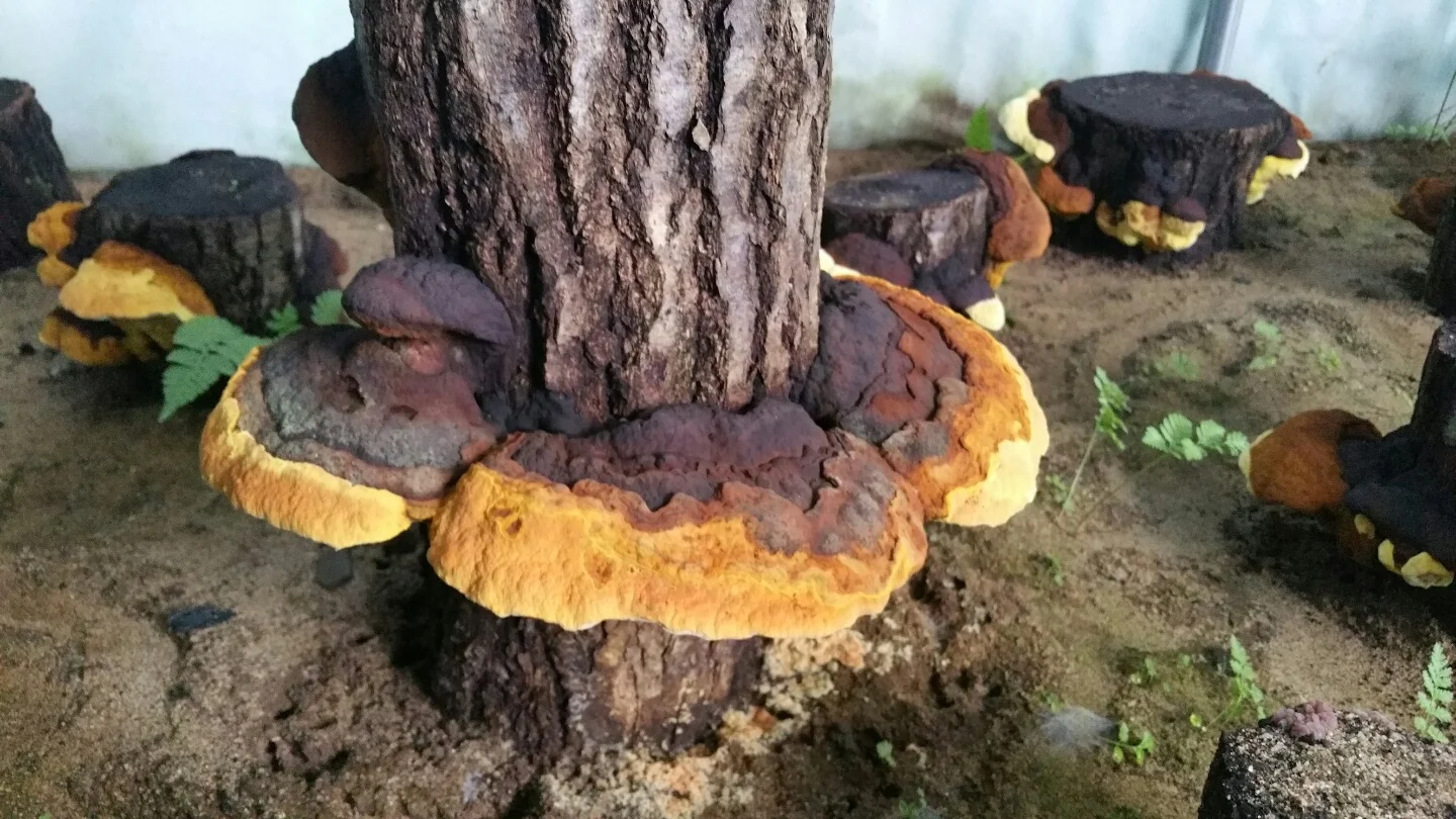 CYSO Korean HACCP Andong Phellinus Linteus Mushroom Herbal Supplements Immunity Support Healthy Food Dried whole mushroom