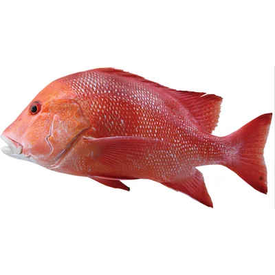 best quality fresh frozen red snapper fresh fillet skin on huge supplies snapper-fish