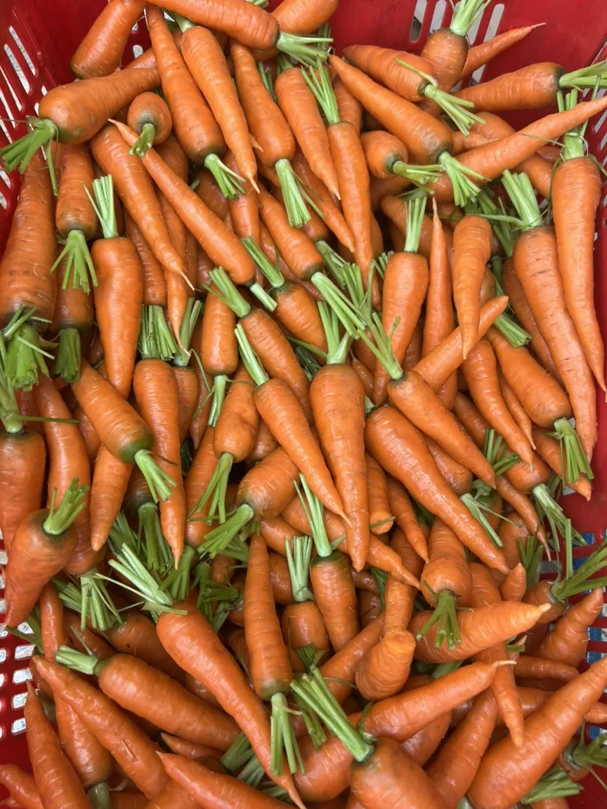 HIGH QUALITY PEELED CARROTS FROM VIETNAM BLOCK SHAPE TUBER ORGANIC AND GREENHOUSE CULTIVATION IQF FROZEN BY BULK VACUUM PACK