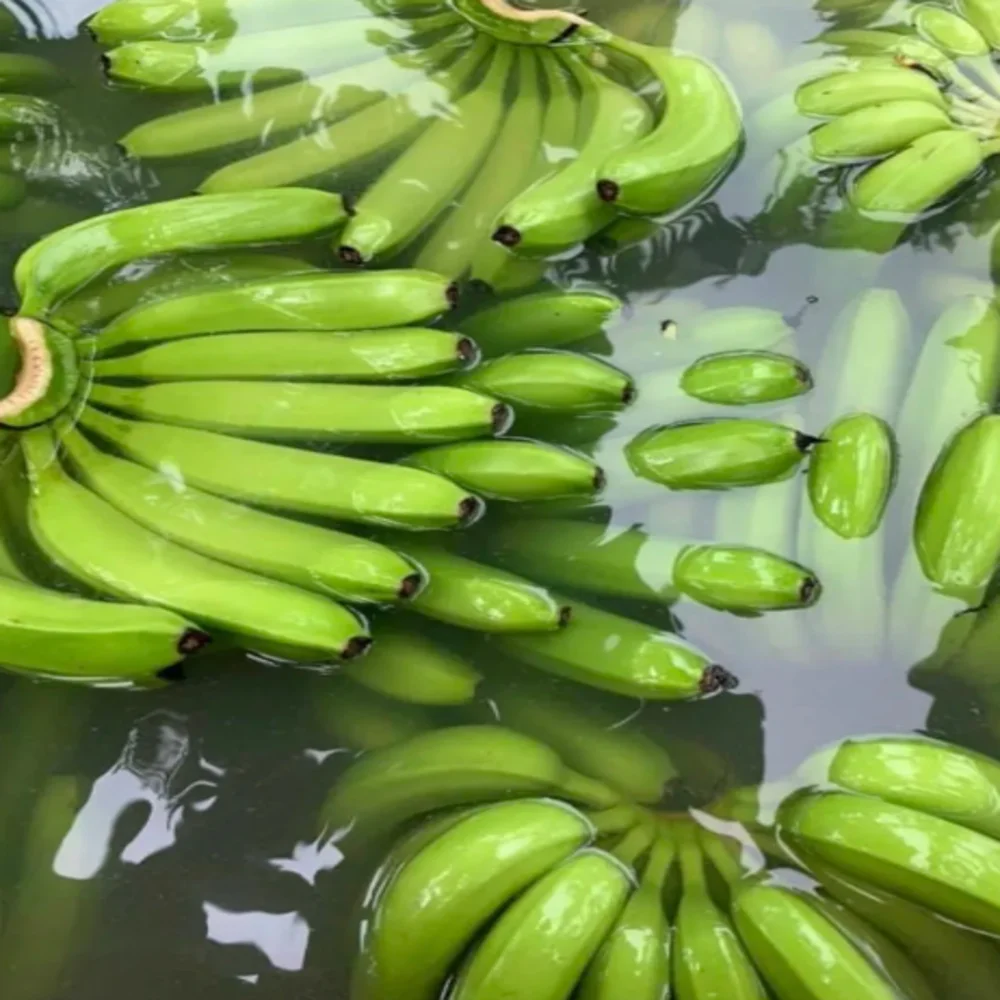 Вьетнамский экспортный Стандартный органический вкусный питательный сыпучий натуральный сельскохозяйственный банан круглый год