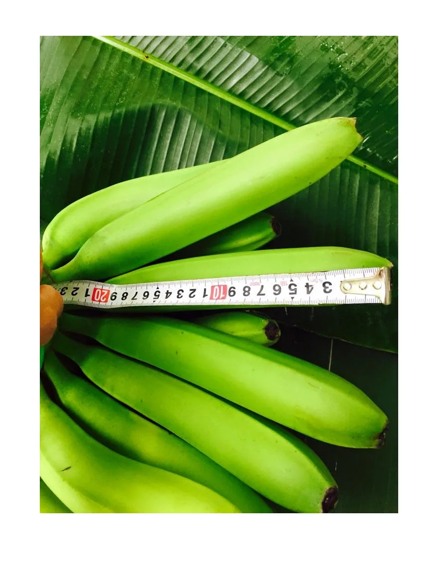 FRESH GREEN BANANA WITH HIGH QUALITY AND GOOD PRICE FROM VIETNAM FOR EXPORT TO WORLDWIDE