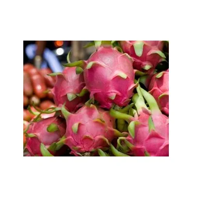 Top Quality Fresh Dragon Fruits For Sale At Best Price