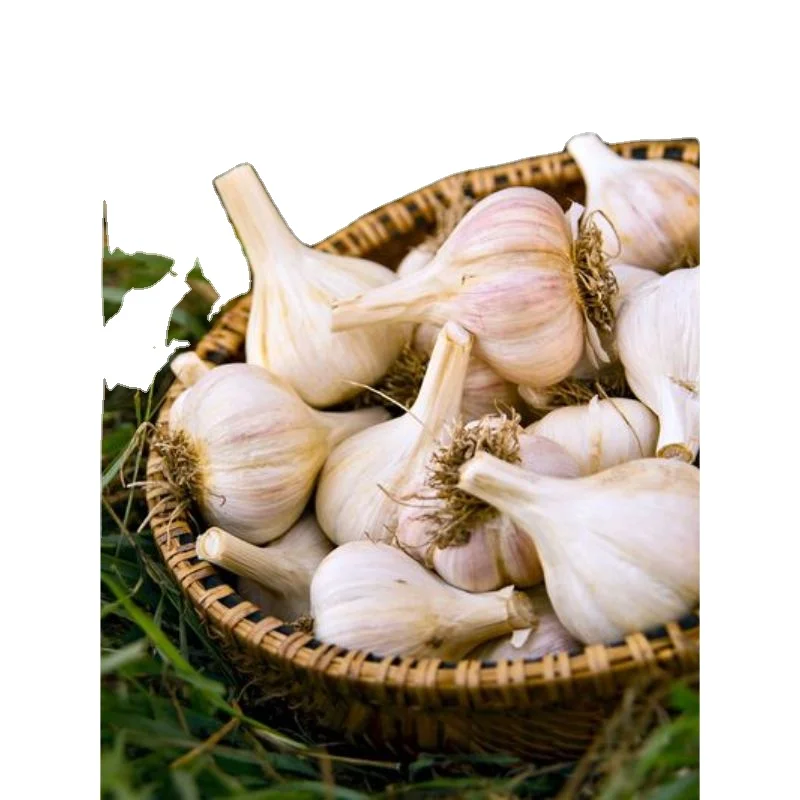 Wholesale garlic  Elephant Garlic export  in pouch packing