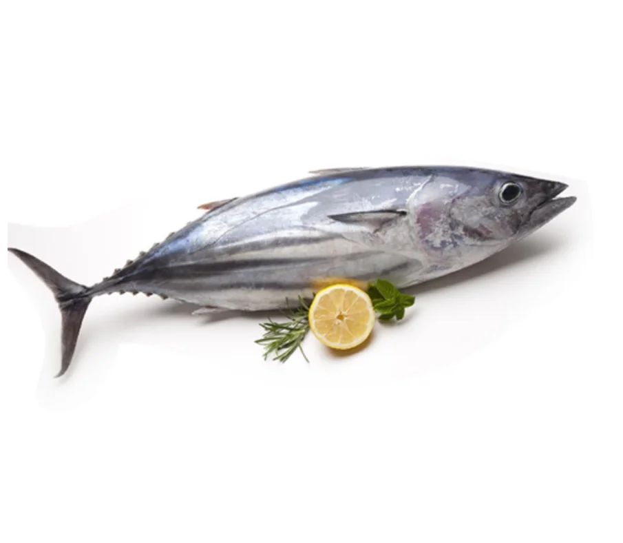 Land frozen Long tail tuna FISH, frozen tuna fish tuna seafood for sale