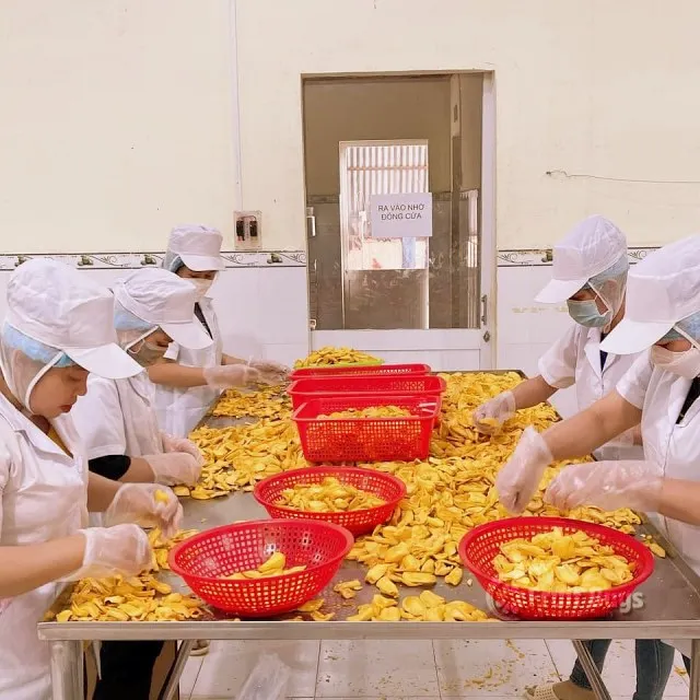 Vietnamese Fresh Fruits According To International HACCP Standard Much Nutrition freeze-dried jackfruit