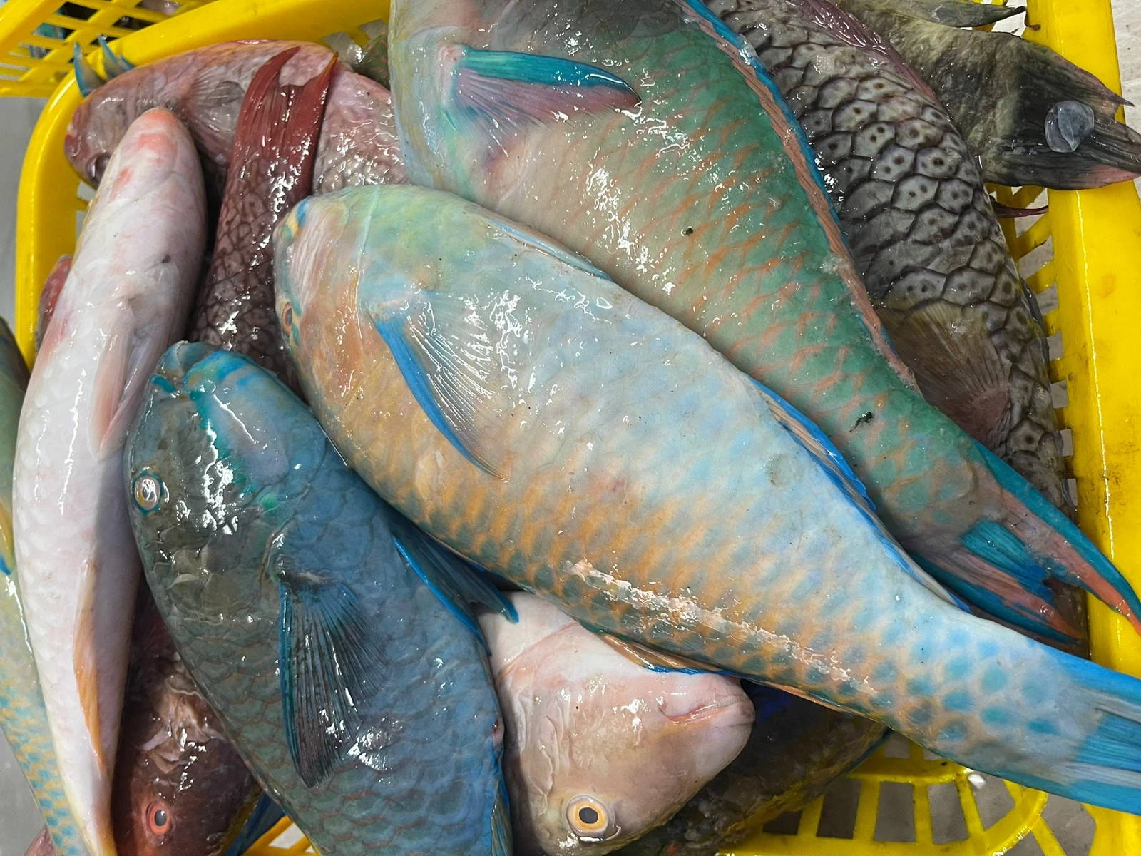 TOP QUALITY FROZEN NUTRITIOUS PARROT FISH WHOLE FROM INDONESIAN ORIGIN WITH ATTRACTIVE PRICE AND STANDARD PACKING