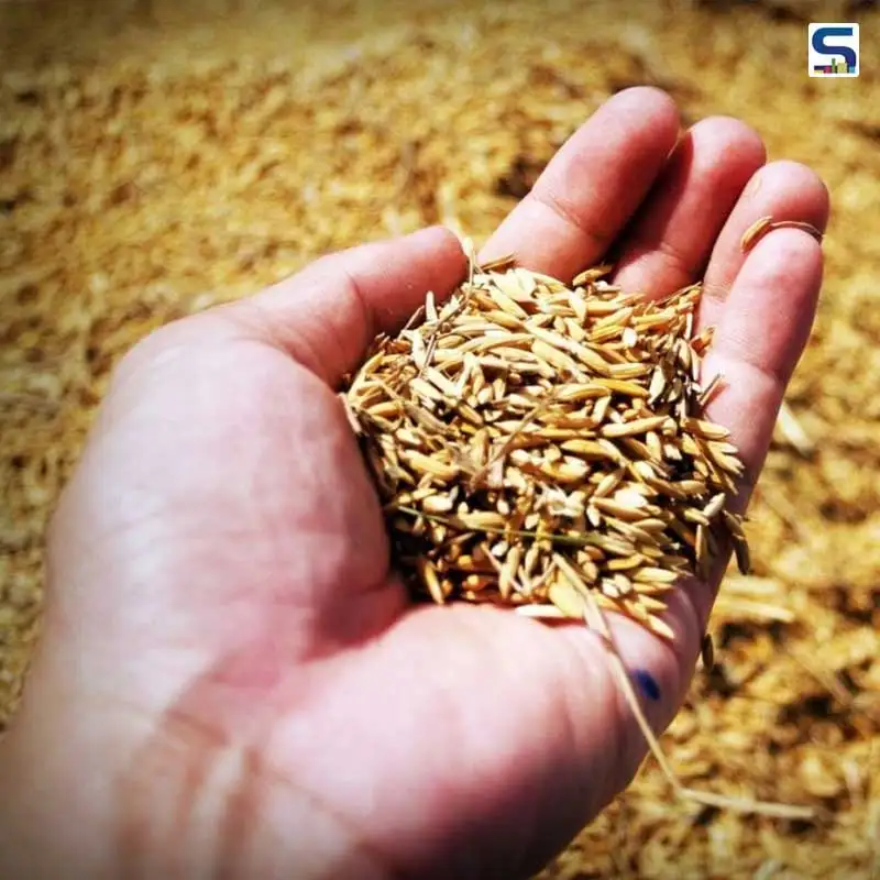 Exporting cheap price Raw rice husk for sale