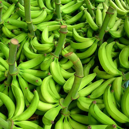 Fresh Cavendish Bananas Smoothie-Quality Green Plantain Bananas for Fruit Desserts Vietnamese Variety