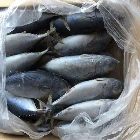 Best price Fresh Frozen Bonito Tuna Fish Exporter