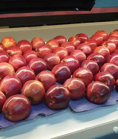 Новое Урожай Свежее Красное Яблоко Фрукты Фудзи Заводская цена Оптовый