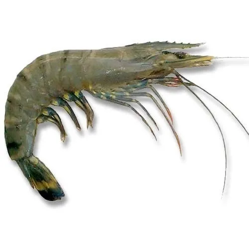 Best Seller Frozen Vietnam Premium Quality Customized Packing In Bulk Raw/Cooked HOSO Black Tiger Shrimp