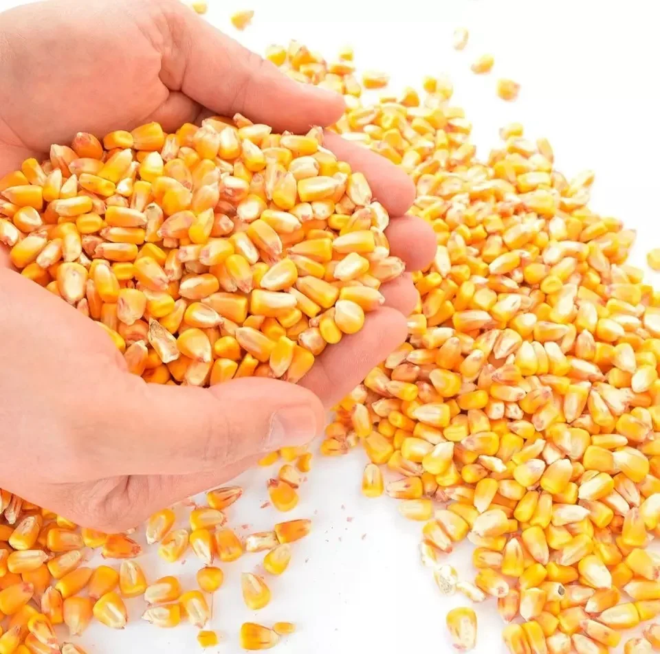 Best Grade Rich in High Quality Organic Corn best quality dried yellow corn at Most Favorable Price From India