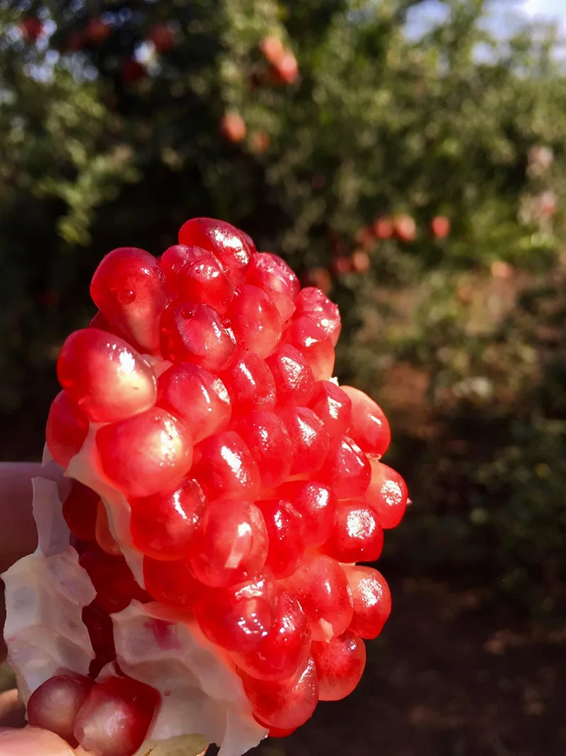 MONDOL - New Crop %100 Organic Pomegranate Juicy Pomegranate Perfect Quality Fresh Big Juicy Pomegranate