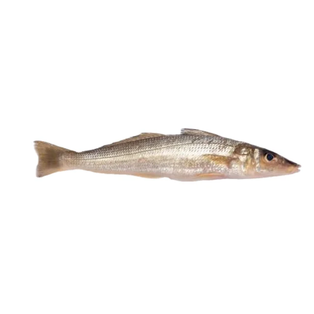 Top-Rated Premium Best-Selling Fresh Catch chilled Sandwhiting - Silago sihama