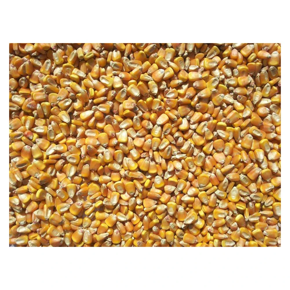 Best selling high on demand standard quality dried yellow corn at 100% wholesale exporter from Philippines