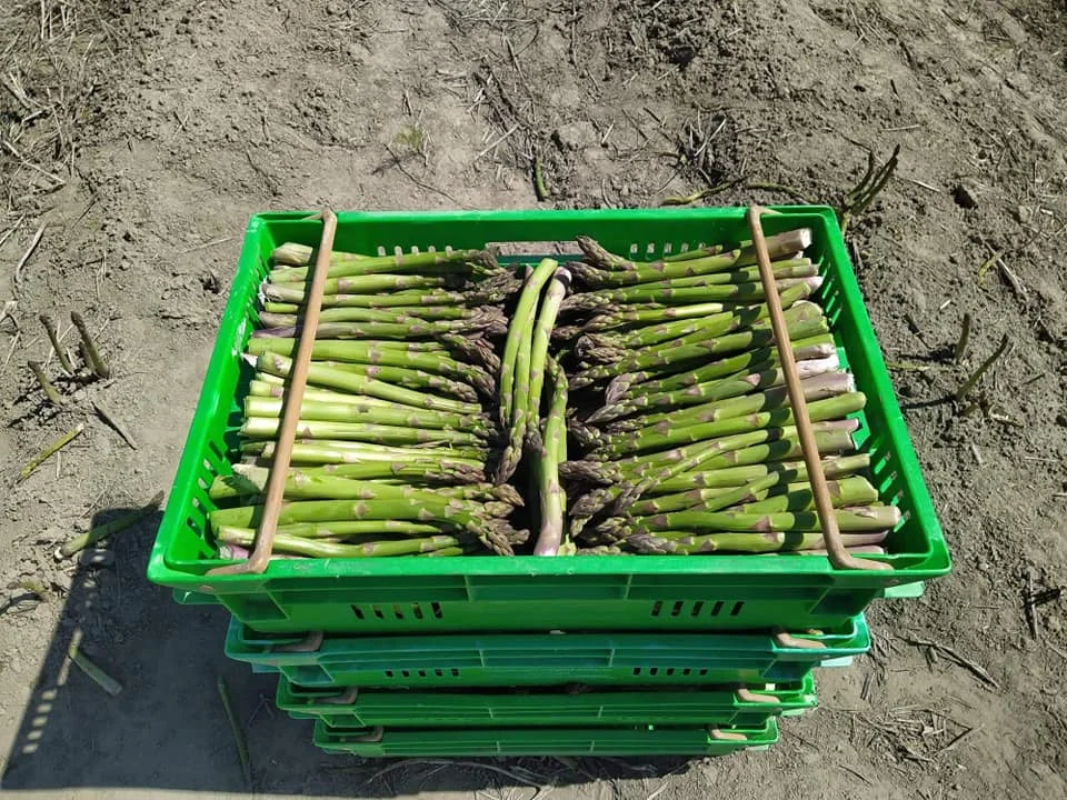 Sinocharm Wholesale Price Fresh Frozen Vegetables New Crop IQF Frozen Green Asparagus with BRC A