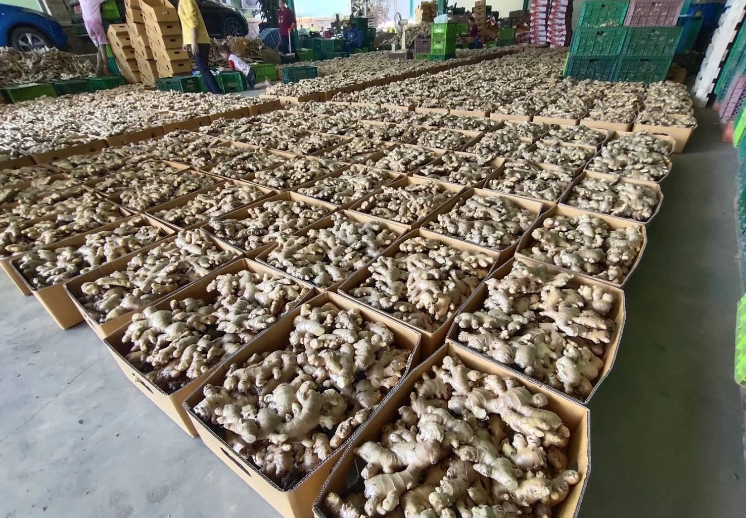 Premium Fresh Ginger High Quality Thai Vegetable from Thailand  Hight Grade Fresh Ginger in Carton