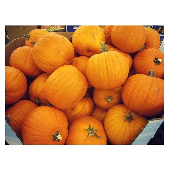 Good Quality Italian Delia Pumpkins/ Fresh Pumpkins Vegetables For Sale
