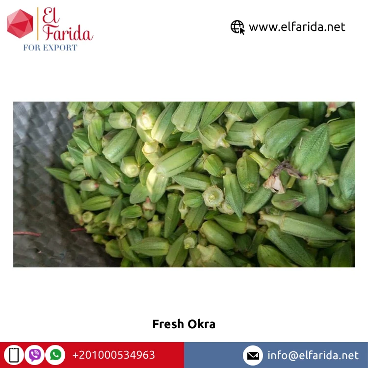 Good Price Fresh Crop Wholesale Natural Product Fresh Vegetables Best Quality Okra Available in Ready Stock