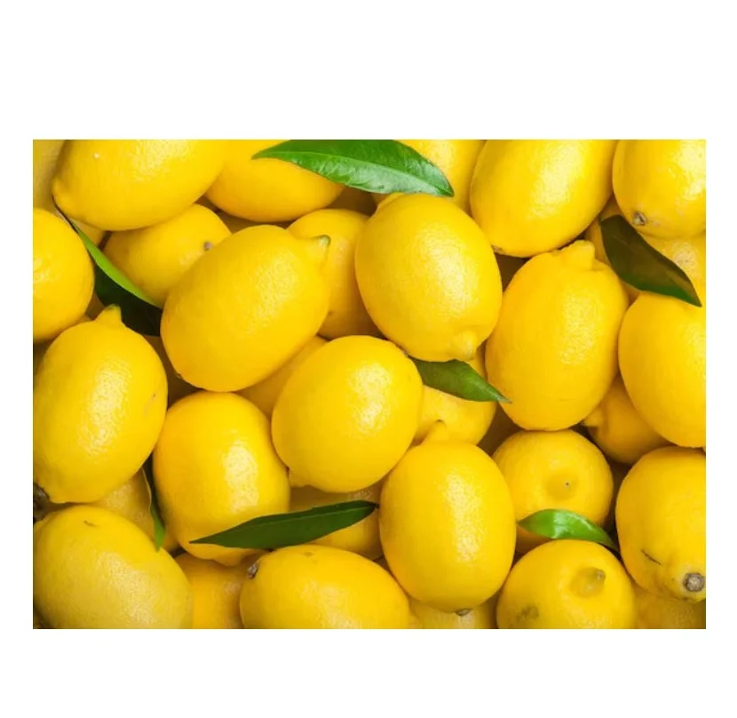 Manufacturer New Crop yellow lemon Fresh Lemon