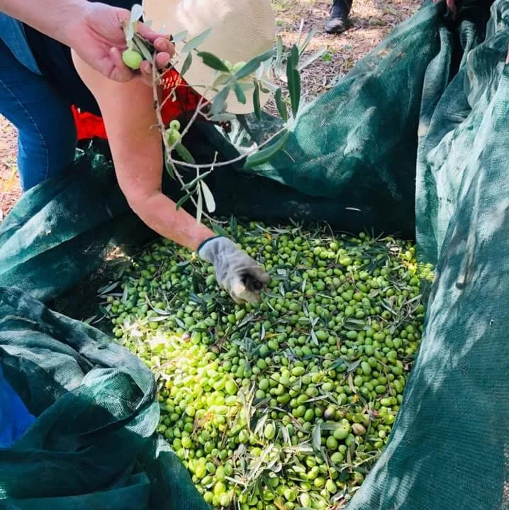 Best Quality Pure Extra virgin olive oil 100 Made in Italy 050L