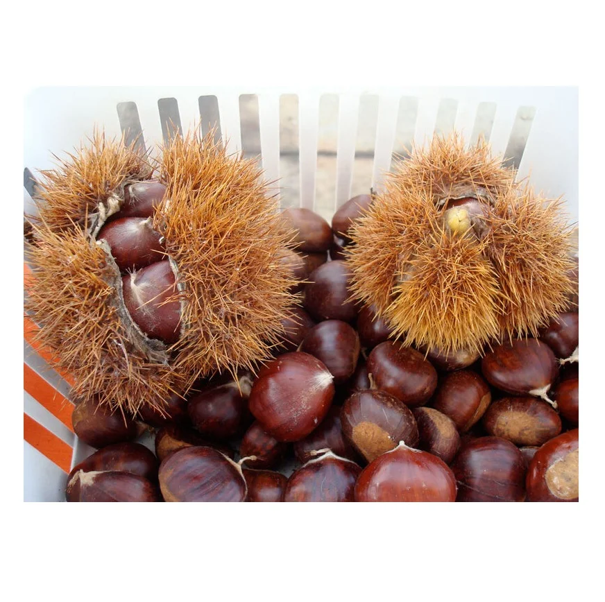 Good Selling Import Fresh High Quality Chestnuts Kernels For Sale