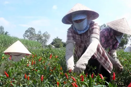 Red chili powder, organic powder bags, ISO, HACCAP certificated, plastic container ATL GLOBAL ( Whatsapp: +84975262928, Helen)