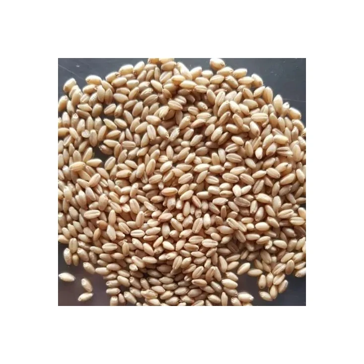 Best Quality Supplier Organic Whole Wheat Grain For Sale In Cheap Price