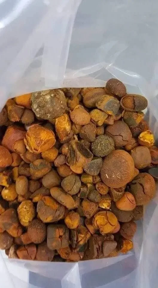 Желчный камень коровы быка